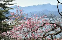 アカヤシオ開花　奥日光