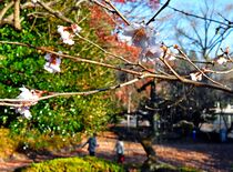 二季桜「下野乙女」咲く　県中央公園