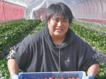 <234>美味しさを生む土壌へのこだわり JAかみつがの「イチゴ」