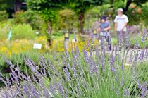 多彩なハーブ見頃　佐野