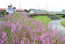 ミソハギ10万本見頃　大田原