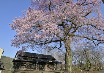 栃木県内桜便り2025・番外編｜県内主要,社会｜下野新聞デジタル
