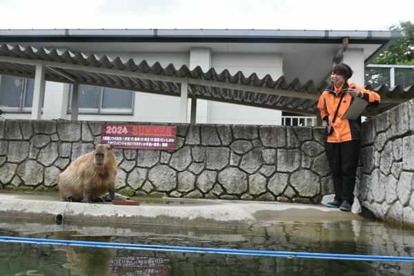 スイカを食べるカピバラ