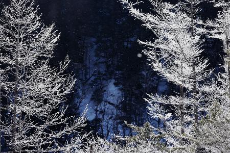 　霧氷ははかなく、日が差し込むと気温の上昇とともに、はらはら落ちていきます＝2026年２月10日、上高地・田代池