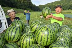 シャリっと食感、心射止める夏の味　大田原の「与一西瓜」収穫シーズン
