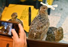 ライチョウのひな初公開　那須どうぶつ王国