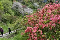 ヤマツツジ 山肌赤く