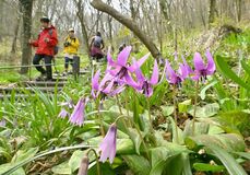 【夕刊】薄紫のカタクリ、かれんに