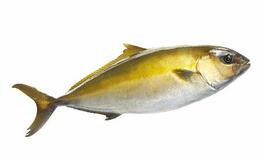 輸入遅れで成長の稚魚も関税免除