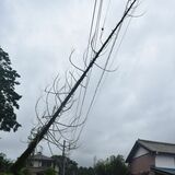 栃木で倒木　市道一部通行止め　台風14号影響で