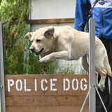 雨の中、警察犬など50頭が真剣勝負　下野で訓練競技会　行方不明者の捜索などで活動