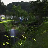 茂木・八反田川でゲンジホタル乱舞　里山の夜を照らす、ほのかな光