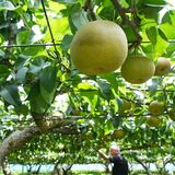 栃木で「幸水」収穫大忙し　11月にかけ、「豊水」「にっこり」も続々