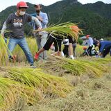 「田んぼの学校」で稲刈り体験　わら鉄砲作りも挑戦　鹿沼のふれあいみどりの村