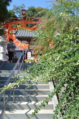小さくかれんな花を咲かせるハギ