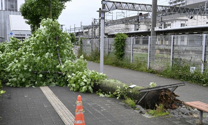 ＪＲ宇都宮駅東口の歩道で倒れた木＝31日午後３時50分、宇都宮市宮みらい