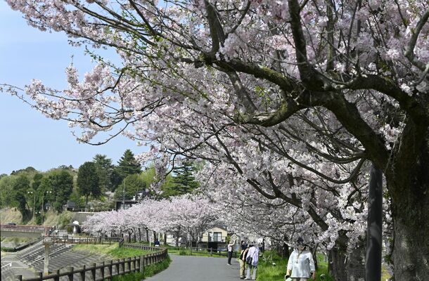 思川沿いを彩る思川桜