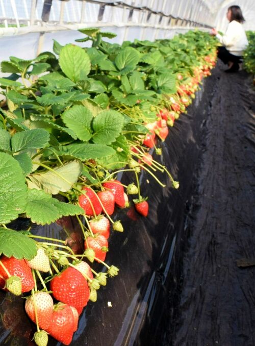 イチゴ食べ放題では大粒の「とちあいか」を堪能できる