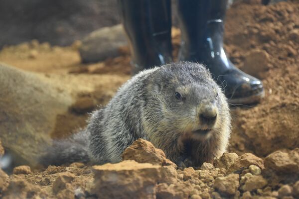 一般公開されるウッドチャック＝１６日午後、那須町大島