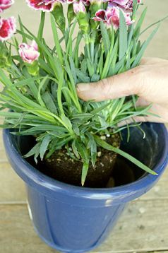 植え替え方法3