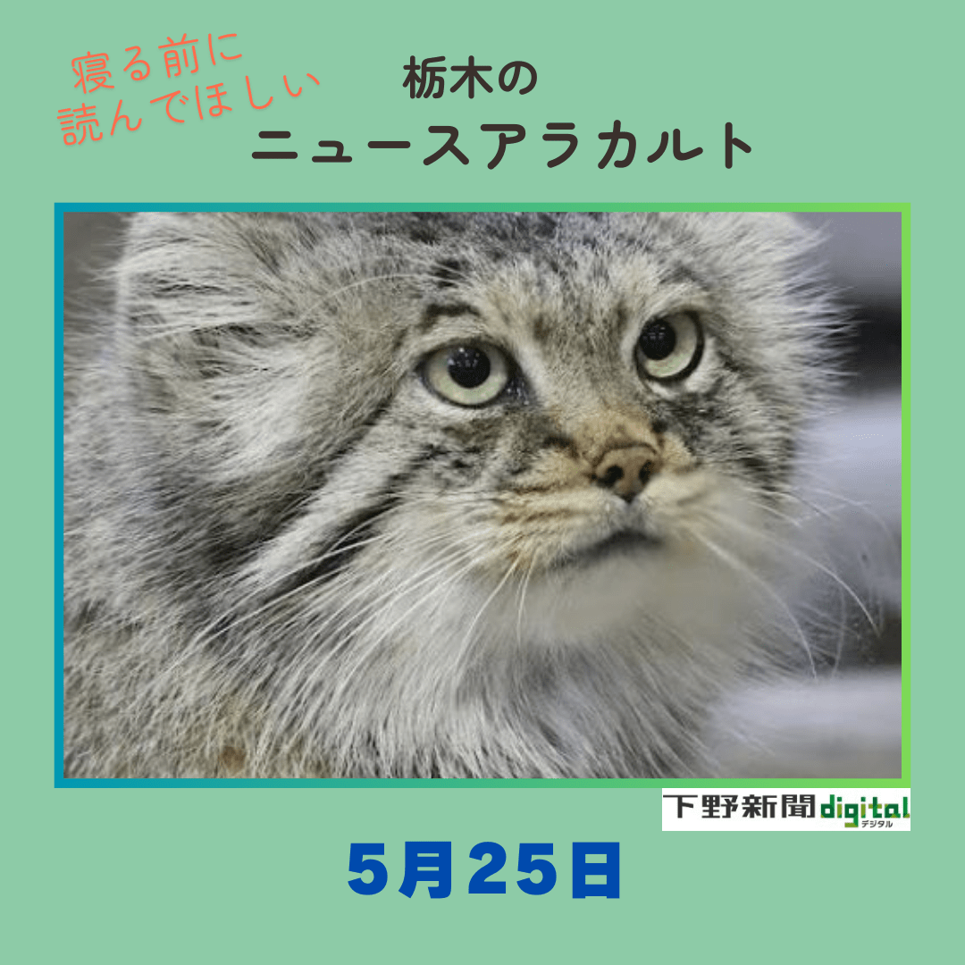 5月25日の栃木県内ニュース 「那須のマヌルネコ『ポリー』天国に