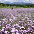 涼やかに揺れる紫色の花　日光でムギナデシコ満開
