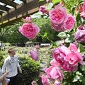 色鮮やかな290種、香りも良く　真岡・井頭公園でバラが見頃