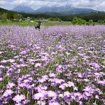 涼やかに揺れる紫色の花　日光でムギナデシコ満開