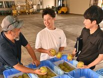 甘さ十分、シャリ感味わって　芳賀でハウス栽培の「幸水」初集荷