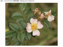 107年ぶりに新種の野生バラ（キリシマイバラ）を発見