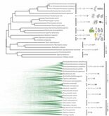 [東京農業大学(共同研究)] 全ゲノム情報から赤色酵母サイトエラ属(S…