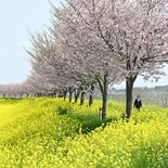 見頃迎えた思川桜、菜の花と競演　小山　「最強ラーメン祭」などと共に楽し…