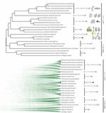 [東京農業大学(共同研究)] 全ゲノム情報から赤色酵母サイトエラ属(Saitoella)の系統分類学的位置が明らかに