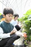 イチゴ摘み 児童が体験