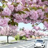 さくらで遅咲きのヤエザクラ見頃　県道48号や荒川桜づつみ、今週末ごろまで