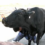 も~っと大きく育ったよ 大田原・大野放牧場で牛の収牧