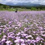 涼やかに揺れる紫色の花 日光でムギナデシコ満開