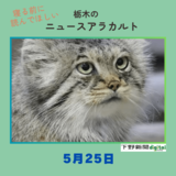 5月25日の栃木県内ニュース　「那須のマヌルネコ『ポリー』天国に　ＳＮＳに惜別や感謝の声　記事で振り返る生涯」など３本をお届けします