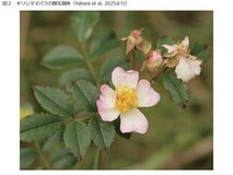 107年ぶりに新種の野生バラ(キリシマイバラ)を発見