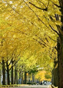 イチョウ並木が見頃　壬生