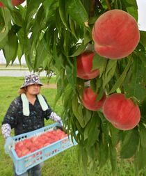モモ収穫　佐野