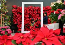 とちぎ花センターでポインセチアの祭典