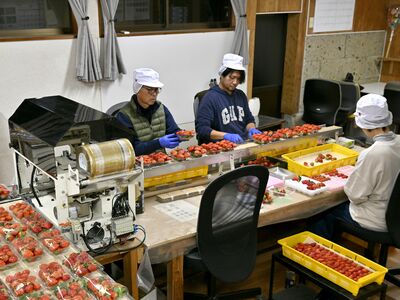 「本当においしいものを」一心で　イチゴに人生捧げる鹿沼の生産者　経営者として、父として