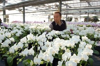 春咲いた！ 花の直売所へ出かけよう｜ASPO特集｜下野新聞デジタル