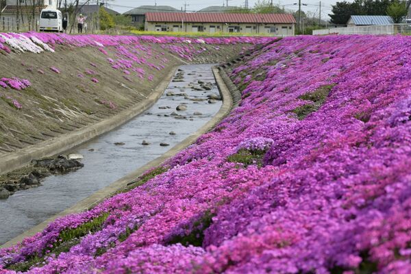 巻川沿いに咲くシバザクラ