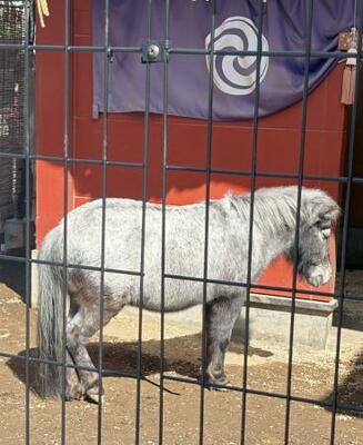 神田明神の神馬、あかりちゃん=東京都千代田区