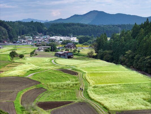 白いソバの花や黄金色の稲穂が田畑を染め分ける長畑地区＝18日午前11時40分、日光市長畑、ドローンから
