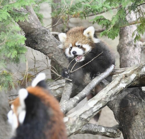 一般公開されたレッサーパンダの赤ちゃん=9日午前、那須町大島