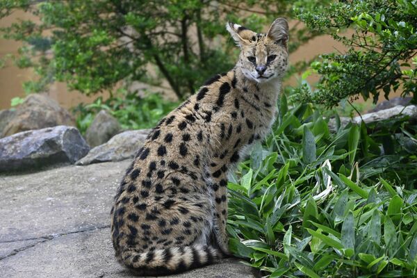 宮崎市の動物園に移送が決まったサーバルの雌「イア」
