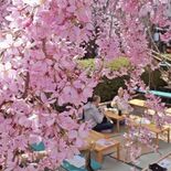 宇都宮・釜川で７日まで「桜まつり」　川床から心安らぐシダレザクラ